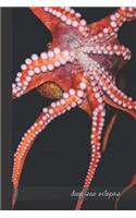 deep sea octopus