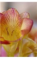 Freesia Notebook