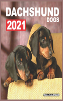 Dachshund Dogs 2021 Wall Calendar: Cute Dachshund Photos Monthly Calendar 16 Month Wall & Office Calendar