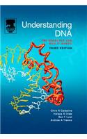 Understanding DNA