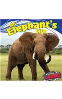 An Elephant's Life