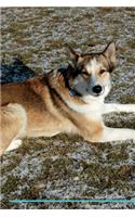 West Siberian Laika Affirmations Workbook West Siberian Laika Presents