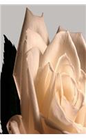 Floral Journal Pretty White Rose