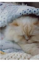 Napping Cream Colored Persian Cat Pet Journal