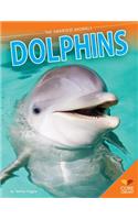 Dolphins