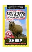 Everything You Should Know About: Sheep