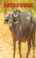 Buffle d'Afrique