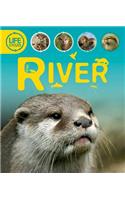 River: (Lifecycles (Kingfisher))
