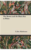 The Brown and the Black Rat in Wales