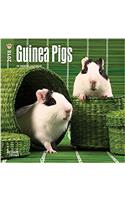 Guinea Pigs 2018 Mini Wall Calendar
