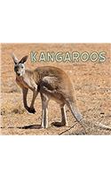 Kangaroos