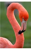 A Flamingo Portrait Bird Journal: 150 Page Lined Notebook/Diary