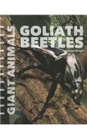 Goliath Beetles: (Giant Animals)