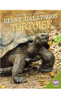 Giant Galápagos Tortoise: (Back from Near Extinction)