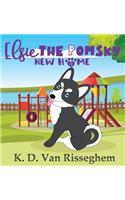 Elsie the Pomsky