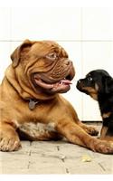 Dogs