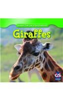 Giraffes