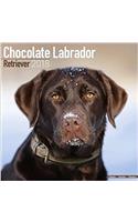 Chocolate Labrador Retriever Calendar 2018 (Square)