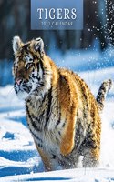 TIGERS 2023 SQUARE WALL CALENDAR