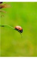 Ladybug at the End of the Leaf Journal