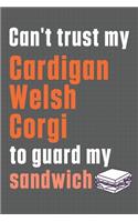 Can't trust my Cardigan Welsh Corgi to guard my sandwich: For Cardigan Welsh Corgi Dog Breed Fans