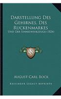 Darstellung Des Gehirnes, Des Ruckenmarkes