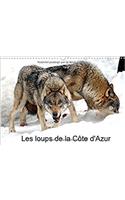 Les Loups de la Cote d'Azur 2017