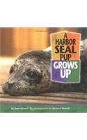A Harbor Seal Pup Grows Up