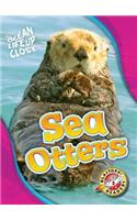 Sea Otters