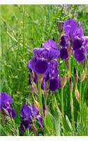 Purple Iris Flowers Blooming in the Grass Journal: Take Notes, Write Down Memories in this 150 Page Lined Journal