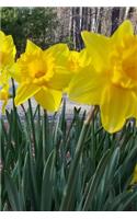 2019 Weekly Planner Daffodils Spring Flowers 134 Pages