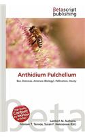 Anthidium Pulchellum