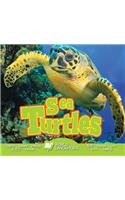 Sea Turtles