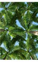 View from my Hammock Palm Trees Tropical Vacation Journal