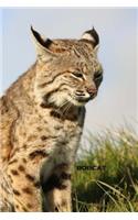 Bobcat