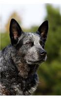 The Australian Cattle Dog Journal: 150 page notebook/diary