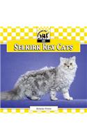 Selkirk Rex Cats