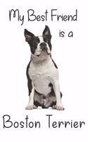 My best Friend is a Boston Terrier