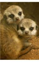 Meerkat Notebook - Journal Gift for Cute Animal Lovers