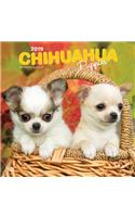 Chihuahua Puppies 2019 Square