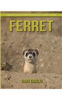 Ferret