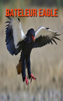Bateleur Eagle
