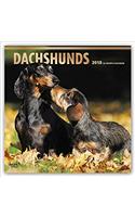 Dachshunds 2018 Calendar