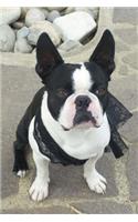 Black and White Boston Bulldog Journal