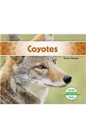 Coyotes (Coyotes) (Spanish Version)