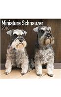Miniature Schnauzer Calendar 2018
