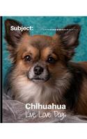 Chihuahua- Live Love Dogs!