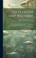 Cetaceen oder Walthiere