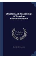 Structure And Relationships Of American Labyrinthodontidæ