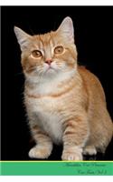 Munchkin Cat Presents: Cat Facts Workbook. Munchkin Cat Presents Cat Facts Workbook with Self Therapy, Journalling, Productivity Tracker with Self Therapy, Journalling, Productivity Tracker Workbook. Includes: Space for Notes, to Do Lists, Brainsto